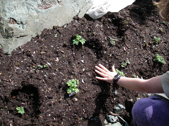 bear tracks in the garden