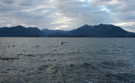 humpback whale in Sitka Sound
