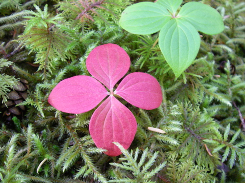 dogwood