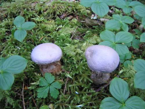 mushrooms