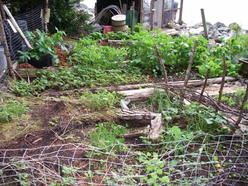 garden July 2008