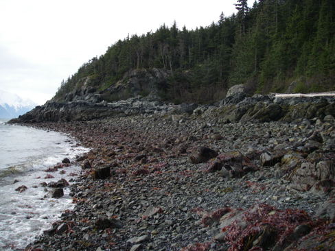Low Tide Looking South
