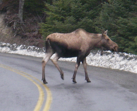 moose