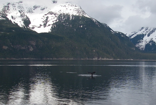 whales