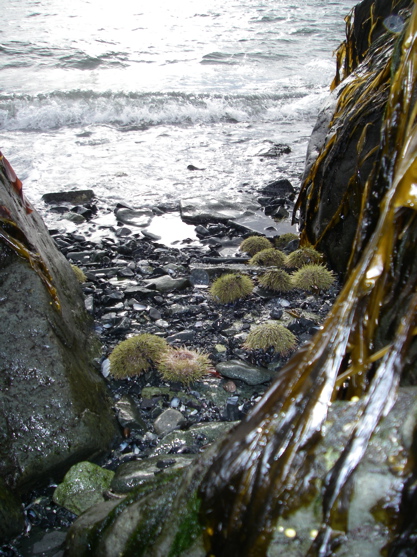 sea urchins