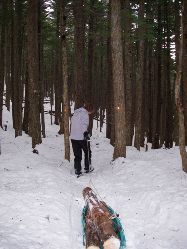 skidding logs for firewood
